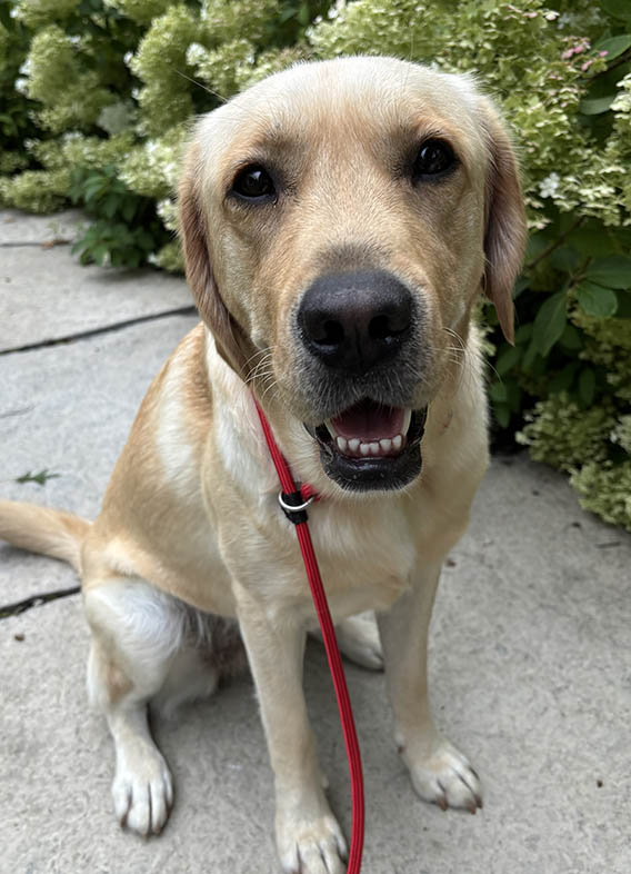 Butterfly Paws Therapy Dog Toast
