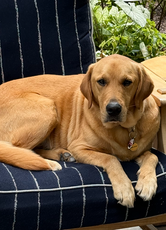 Picture of Willie, a Golden Retriever Lab mix sitting in a chair.
