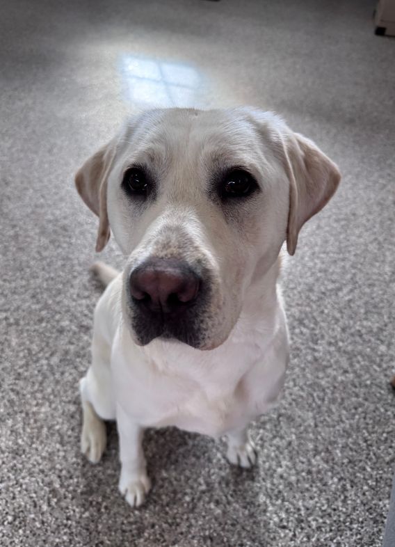 Picture of Winnie, a yellow labrador retriever sitting.