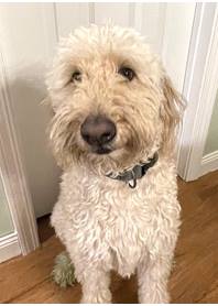 Butterfly Paws Therapy Dog