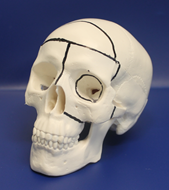 Box Osteotomy