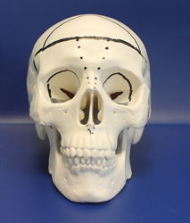 facial bipartition