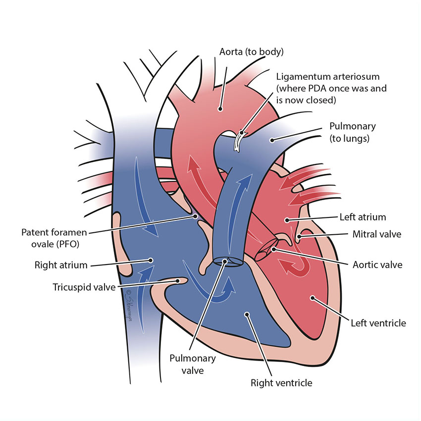 Left And Right Atrium Function Biology Diagrams