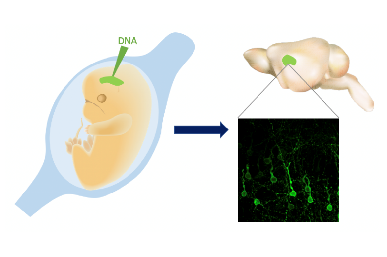 Modeling Brain Mosaicism