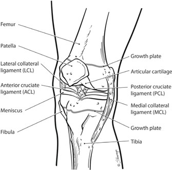Medical illustration of knee
