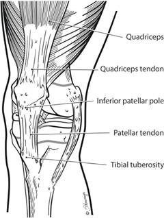 Medical illustration of tendons in knee