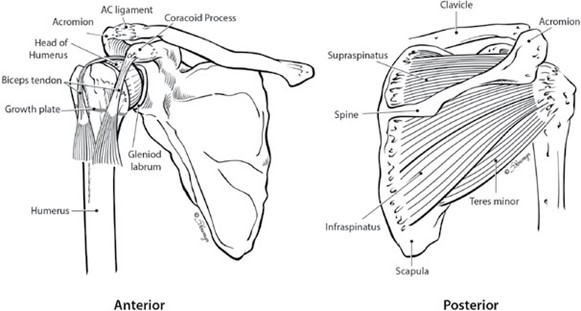 Illustration of the anterior and posterior shoulder